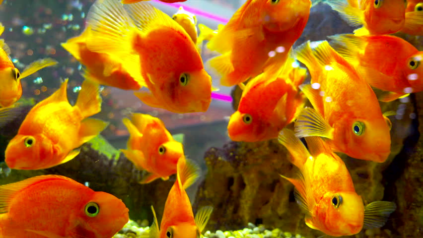 Freshwater Live Aquarium Fish Gold Fish